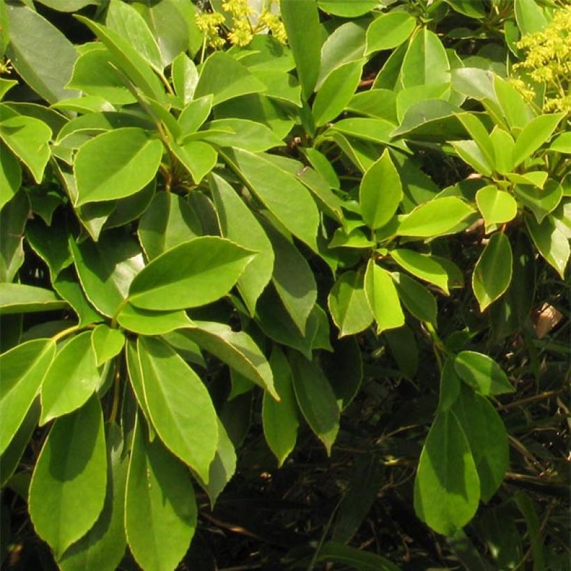 Trochodendron aralioides - Arbre aux roues (Feuillage)