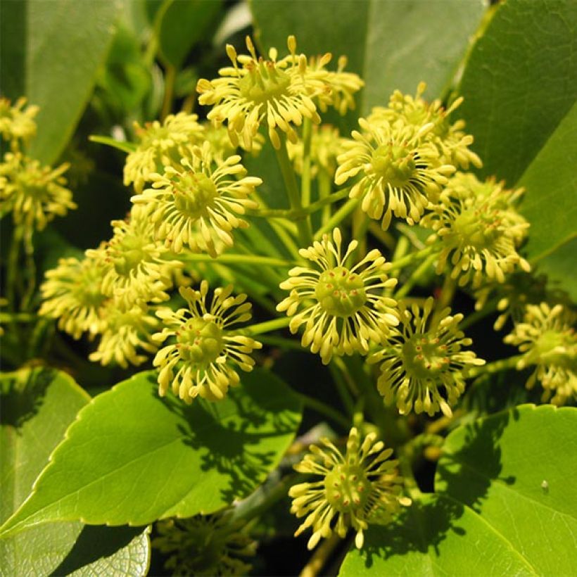 Trochodendron aralioides - Arbre aux roues (Floraison)