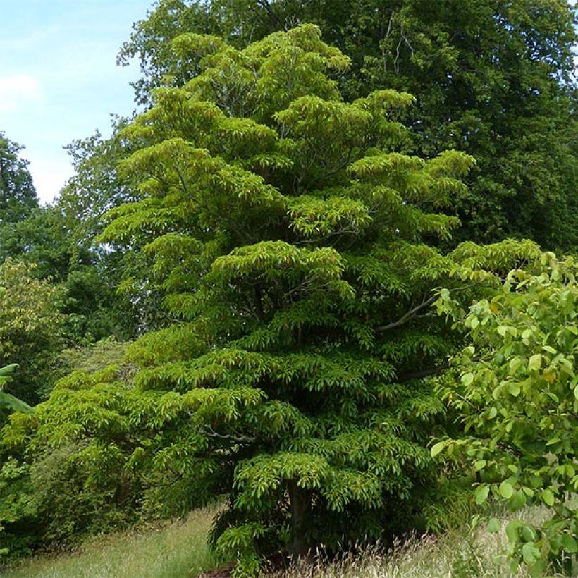 Trochodendron aralioides - Arbre aux roues (Port)