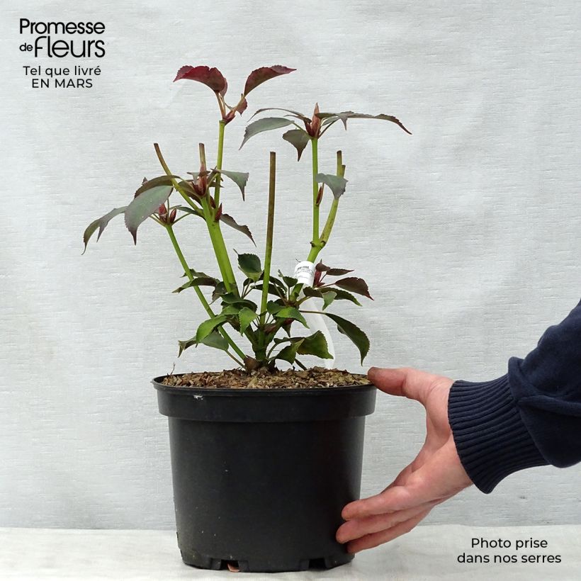 Spécimen de Trochodendron aralioides - Arbre aux roues Pot de 4L/5L tel que livré au printemps