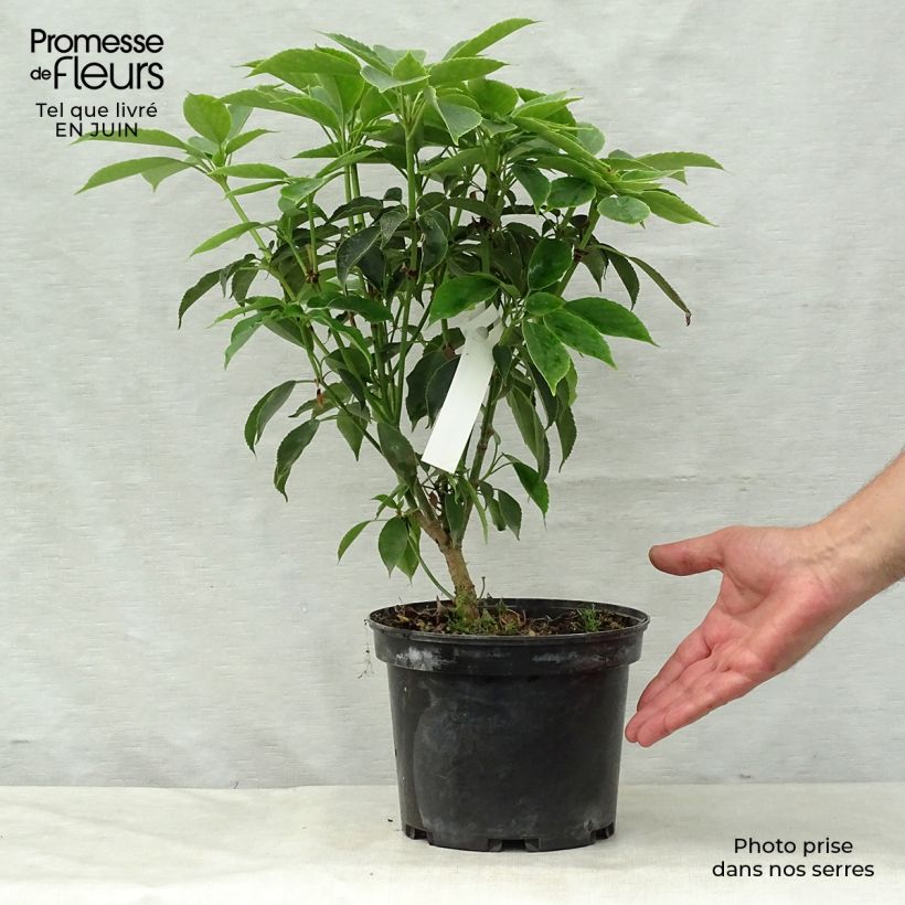 Spécimen de Trochodendron aralioides - Arbre aux roues Pot de 4L/5L tel que livré en été