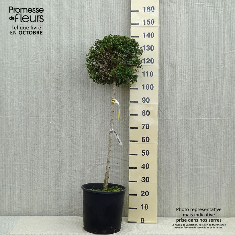 Spécimen de Troène - Ligustrum delavayanum en pot 15L Demi-tige (60cm), forme boule diamètre 30/35 cm tel que livré en automne
