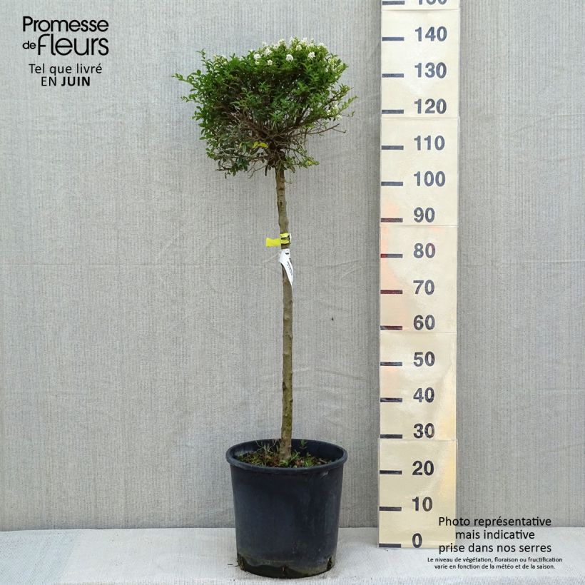 Spécimen de Troène - Ligustrum delavayanum en pot 15L Demi-tige (60cm), forme boule diamètre 30/35 cm Pot de 12L/15L tel que livré au printemps