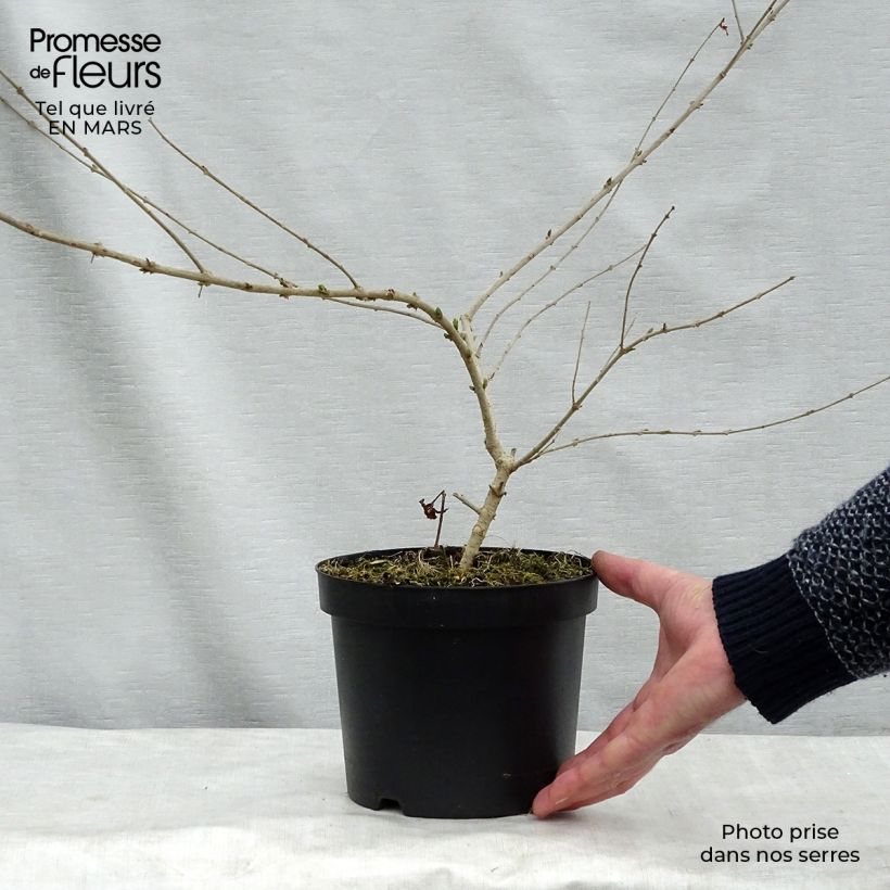 Spécimen de Troène - Ligustrum obtusifolium Ilvomassi  Pot de 2L/3L tel que livré au printemps