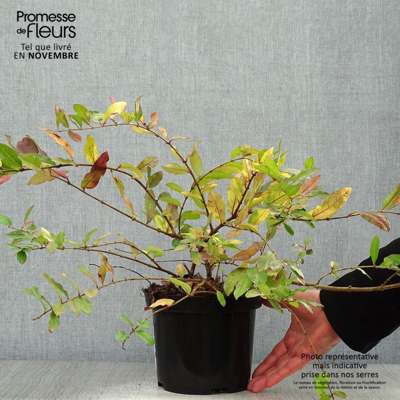 Spécimen de Troène - Ligustrum obtusifolium Ilvomassi  Pot de 2L/3L tel que livré en automne