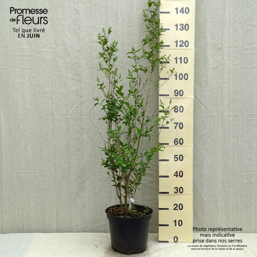 Spécimen de Troène - Ligustrum ovalifolium 100/125cm en pot de 10L tel que livré au printemps