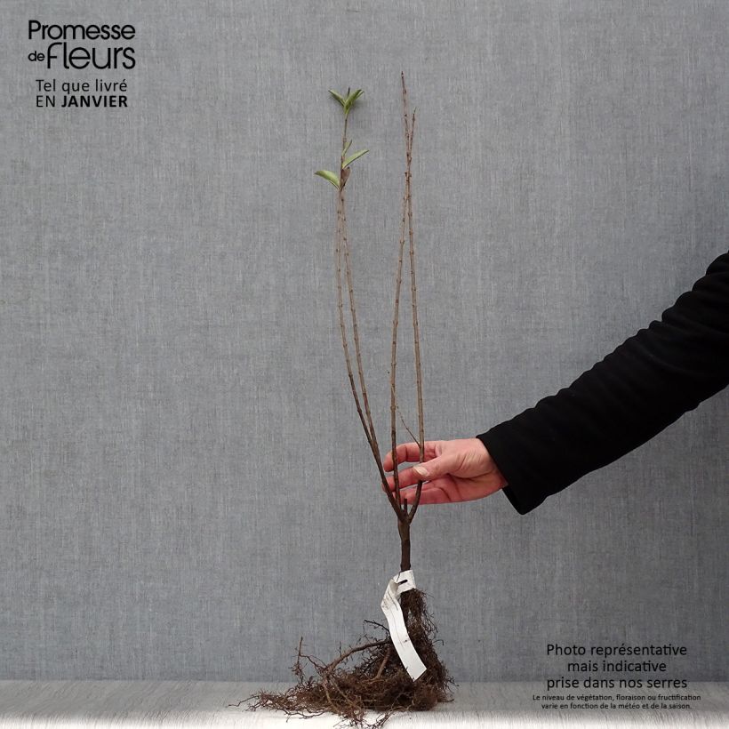 Spécimen de Troène - Ligustrum ovalifolium 40/60 en racines nues tel que livré en hiver