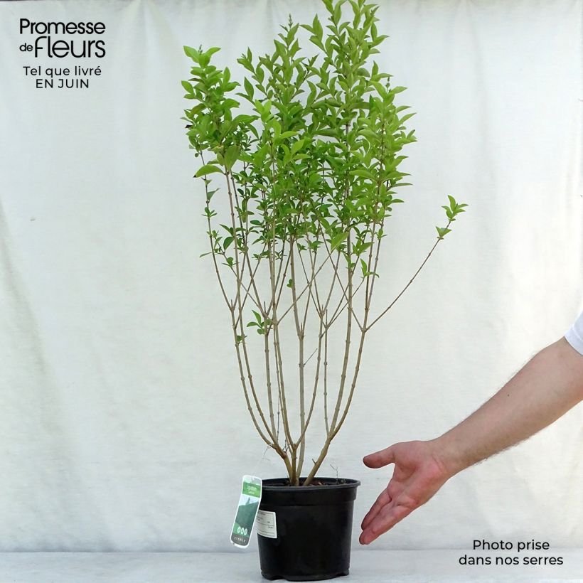 Spécimen de Troène - Ligustrum ovalifolium Pot de 2L/3L tel que livré en été