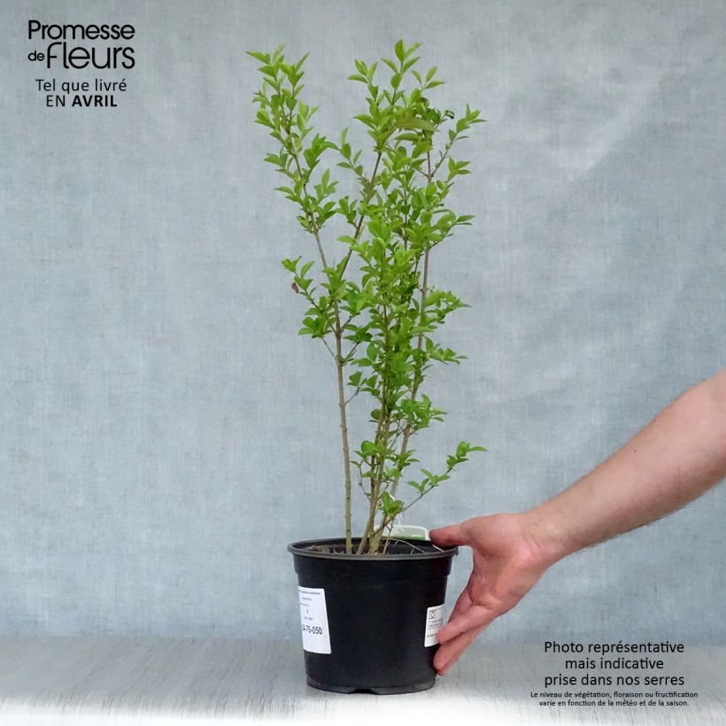 Spécimen de Troène - Ligustrum ovalifolium en pot de 3L tel que livré au printemps