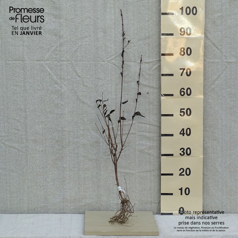Spécimen de Troène - Ligustrum ovalifolium tel que livré en hiver