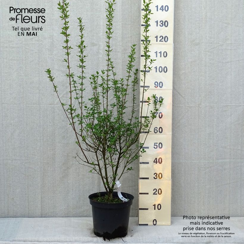 Spécimen de Troène commun - Ligustrum vulgare Atrovirens en pot de 10L tel que livré au printemps