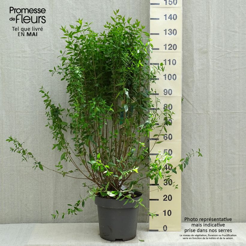 Spécimen de Troène commun - Ligustrum vulgare Atrovirens 125/150cm en pot de 12L tel que livré au printemps