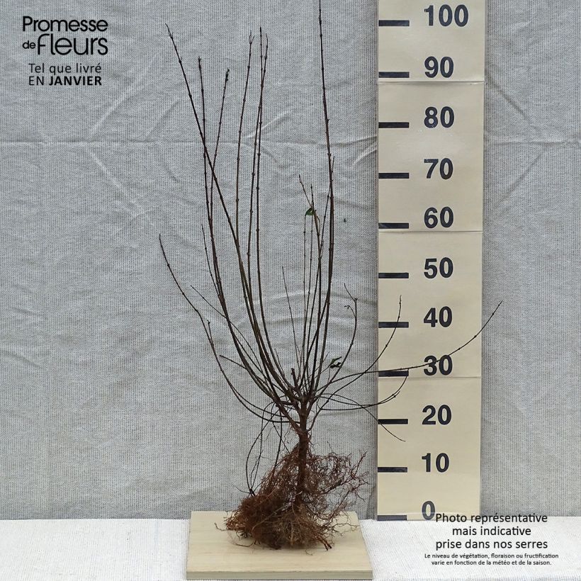 Spécimen de Troène commun - Ligustrum vulgare Atrovirens 40/60cm en racines nues tel que livré en hiver