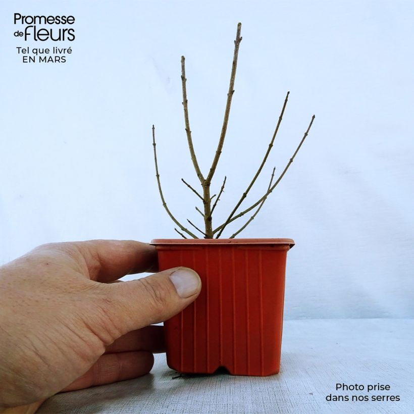 Spécimen de Troène commun - Ligustrum vulgare Atrovirens en godet de 9cm tel que livré au printemps