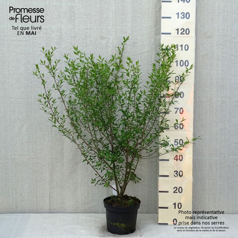 Spécimen de Troène commun - Ligustrum vulgare Atrovirens en pot de 5L tel que livré au printemps