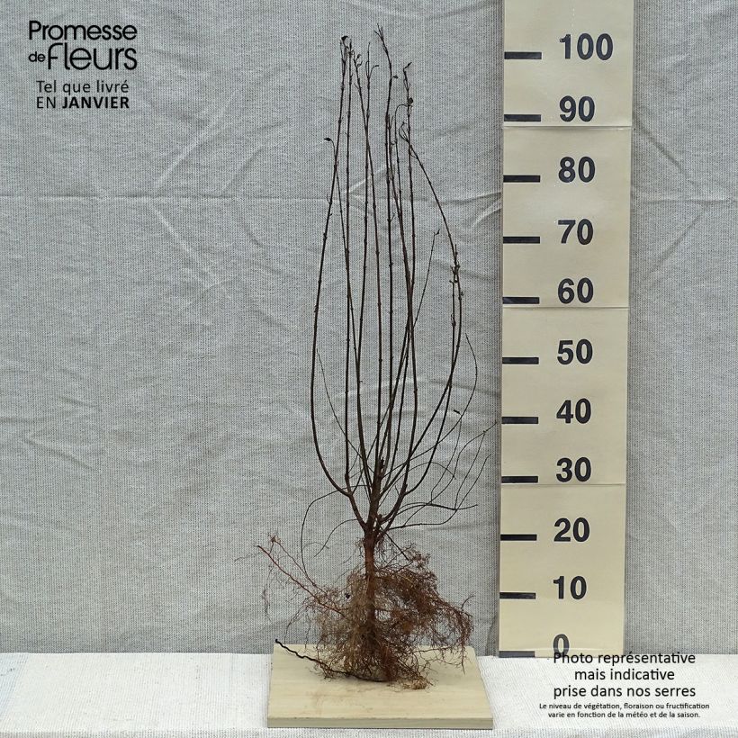 Spécimen de Troène commun - Ligustrum vulgare Atrovirens tel que livré en hiver