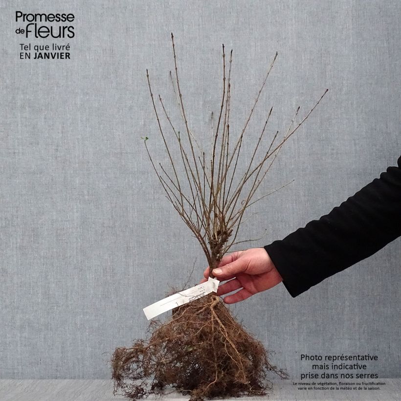 Spécimen de Troène commun - Ligustrum vulgare Lodense 30/50cm en racines nues tel que livré en hiver