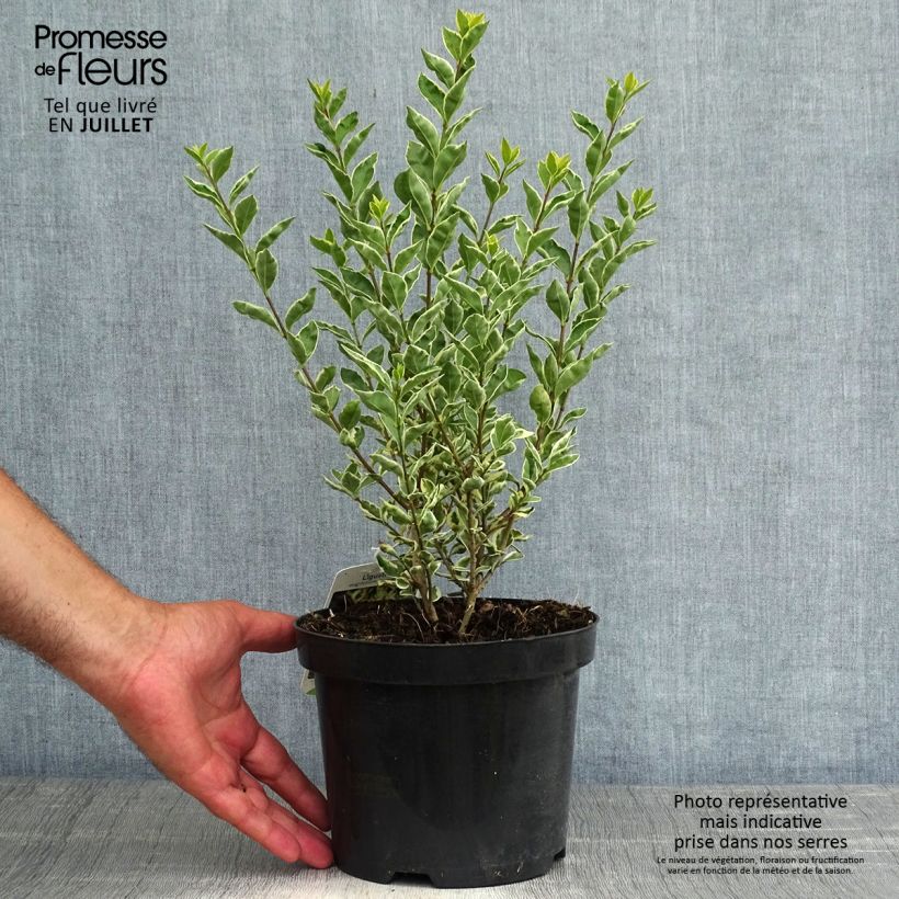 Spécimen de Troène de Californie Argenteum - Ligustrum ovalifolium Pot de 2L/3L tel que livré en été