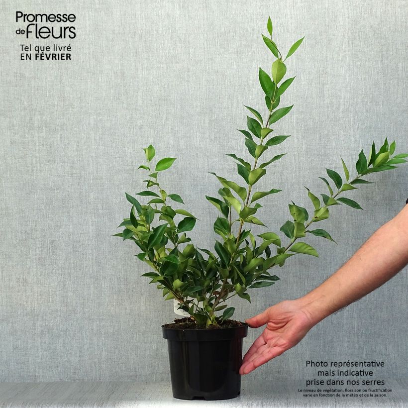 Spécimen de Troène de Chine - Ligustrum lucidum Pot de 2L/3L tel que livré en automne