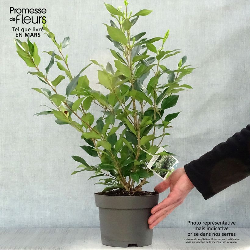 Spécimen de Troène de Chine - Ligustrum lucidum Pot de 2L/3L tel que livré au printemps