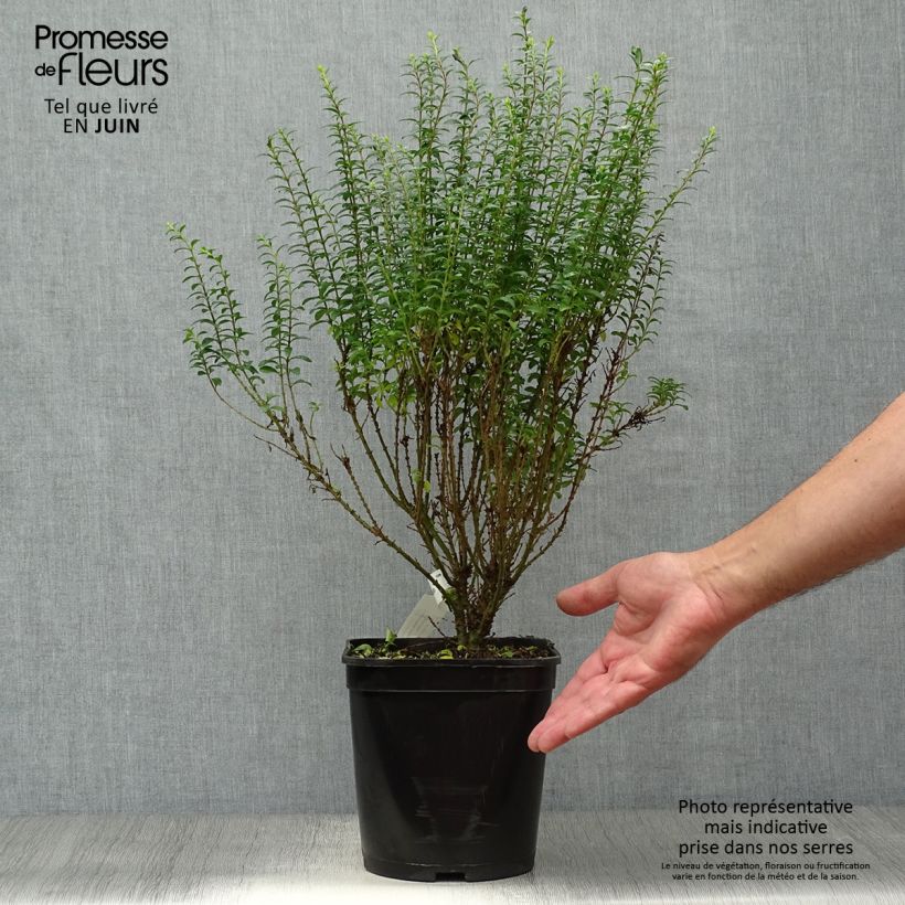 Spécimen de Troène de Chine - Ligustrum sinense Eugene Clive Pot de 4L/5L tel que livré en été