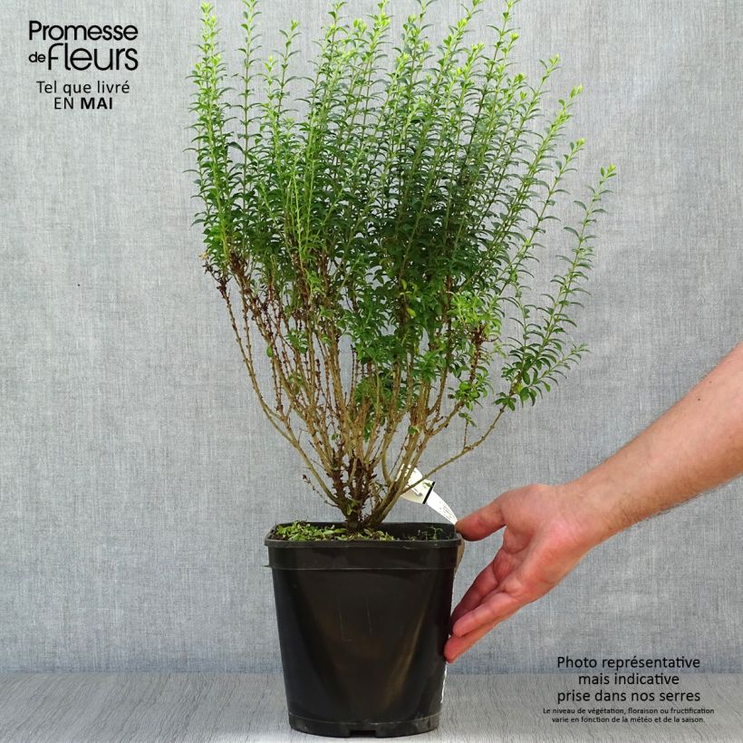 Spécimen de Troène de Chine - Ligustrum sinense Eugene Clive Pot de 4L tel que livré au printemps