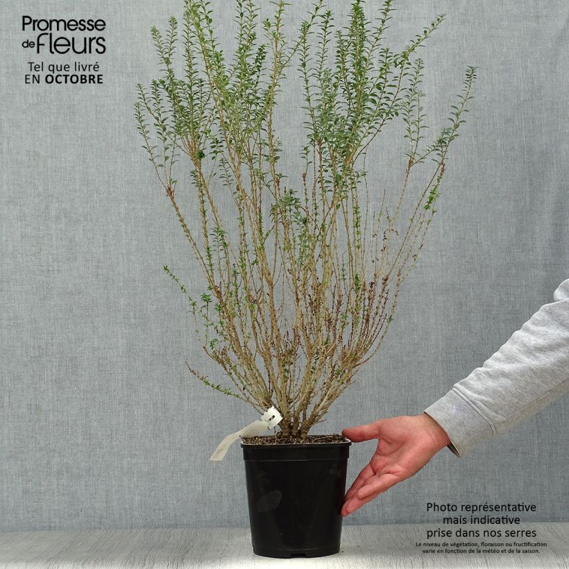 Spécimen de Troène de Chine - Ligustrum sinense Eugene Clive Pot de 4L/5L tel que livré en automne