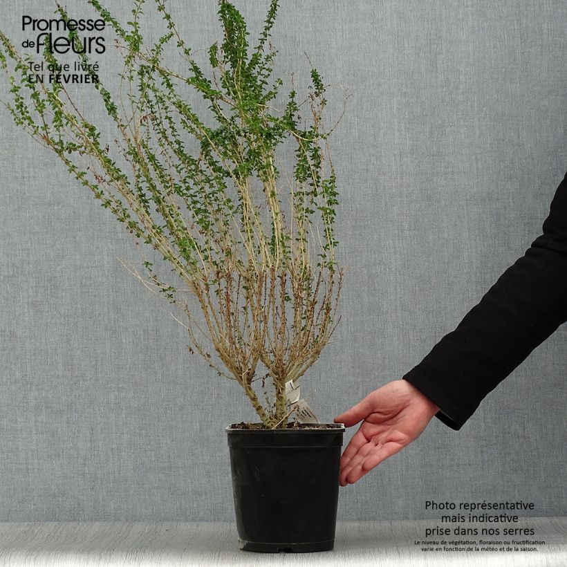 Spécimen de Troène de Chine - Ligustrum sinense Eugene Clive tel que livré en hiver