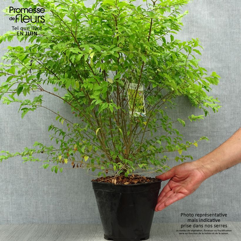 Spécimen de Troène de Chine - Ligustrum sinense Sunshine Pot de 4L/5L tel que livré en été