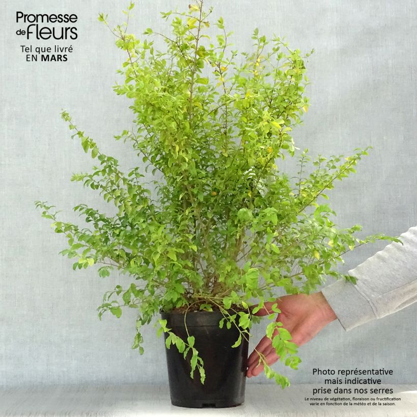 Spécimen de Troène de Chine - Ligustrum sinense Sunshine tel que livré au printemps