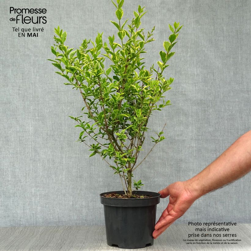 Spécimen de Troène doré  - Ligustrum ovalifolium Aureum Pot de 2L/3LHauteur livrée env. 60+cm tel que livré au printemps