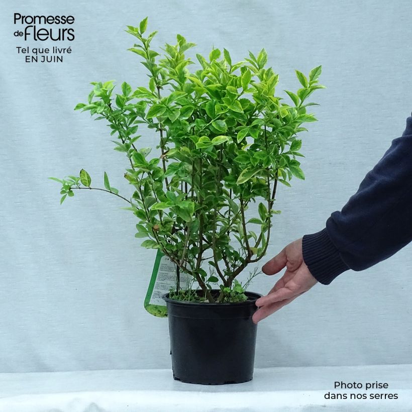 Spécimen de Troène doré  - Ligustrum ovalifolium Aureum Pot de 2L/3L tel que livré en été