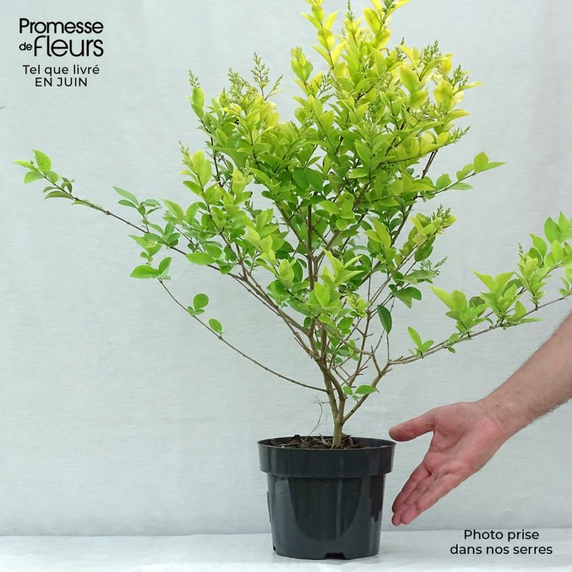 Spécimen de Troène doré - Ligustrum vicaryi  Pot de 2L/3L tel que livré en été