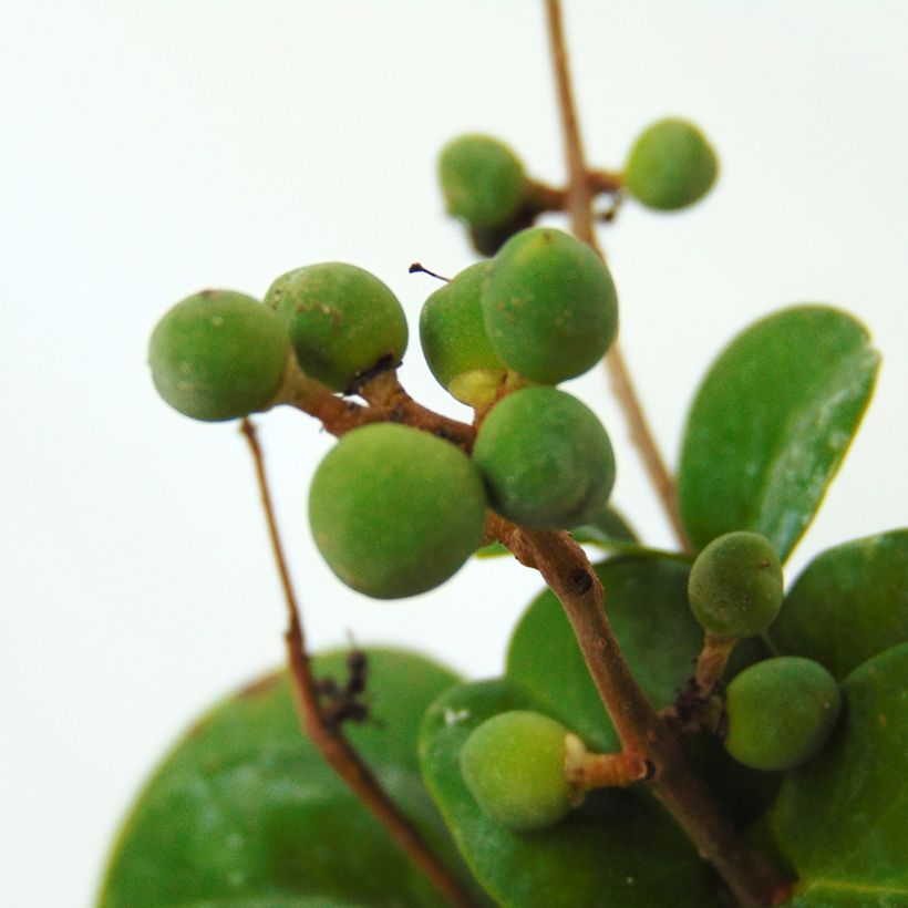 Troène du Japon - Ligustrum japonicum Rotundifolium (Récolte)