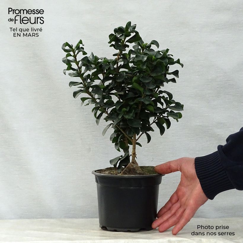 Spécimen de Troène du Japon - Ligustrum japonicum Rotundifolium tel que livré au printemps