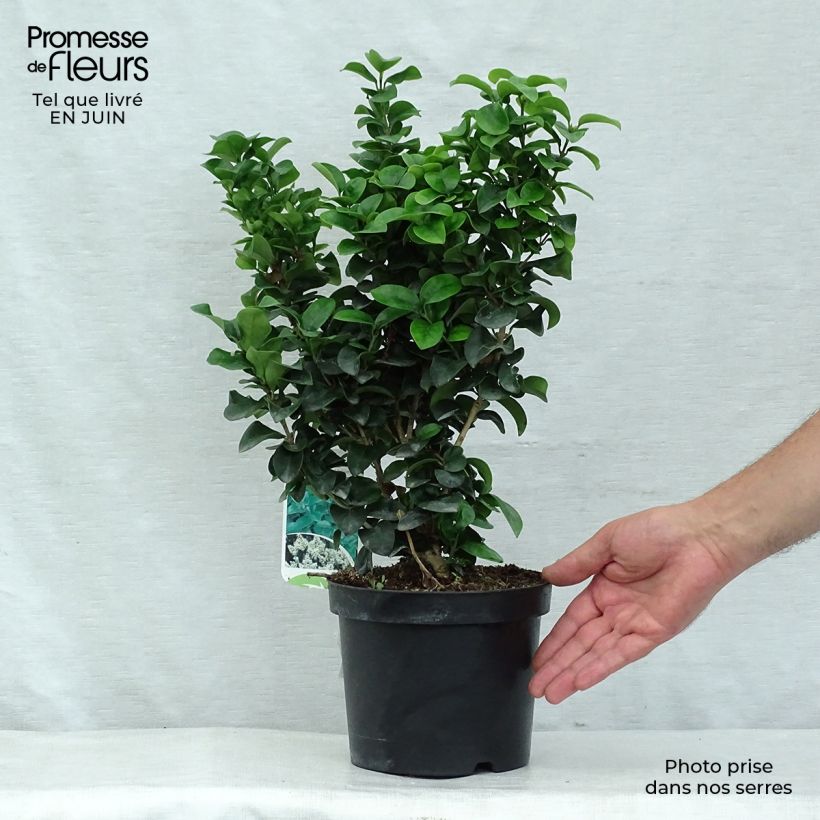 Spécimen de Troène du Japon - Ligustrum japonicum Rotundifolium Pot de 2L/3L tel que livré en été