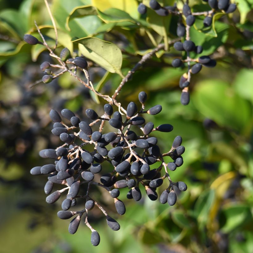 Troène du Japon - Ligustrum japonicum (Récolte)