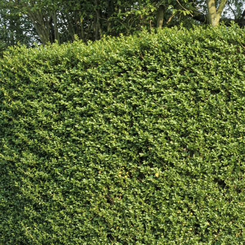 Troène du Japon - Ligustrum japonicum (Port)