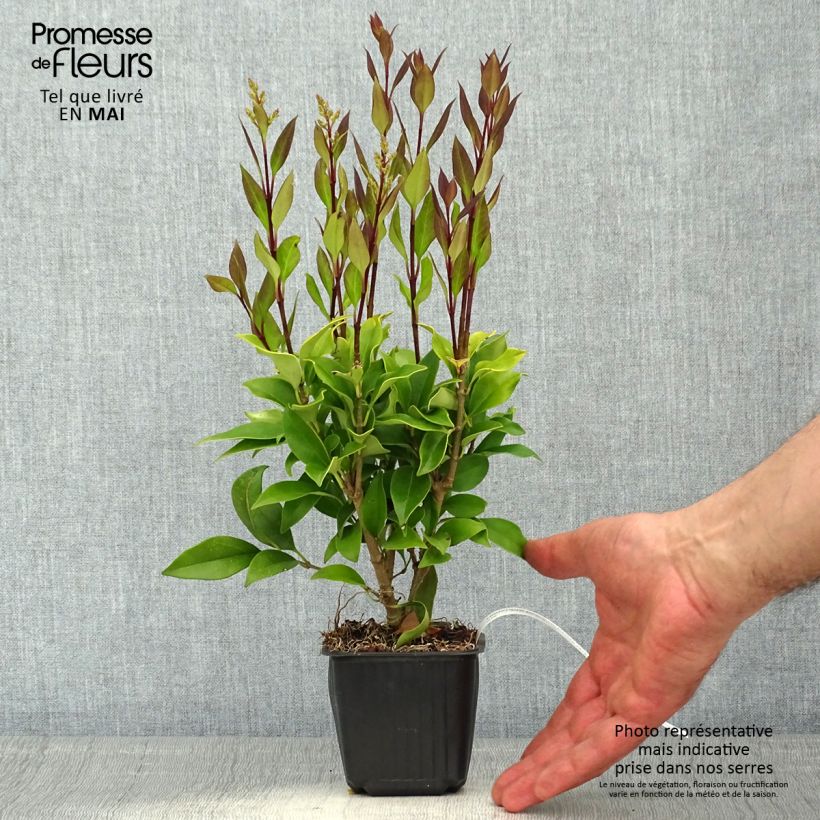 Spécimen de Troène du Japon - Ligustrum japonicum en godet de 9 cm tel que livré au printemps