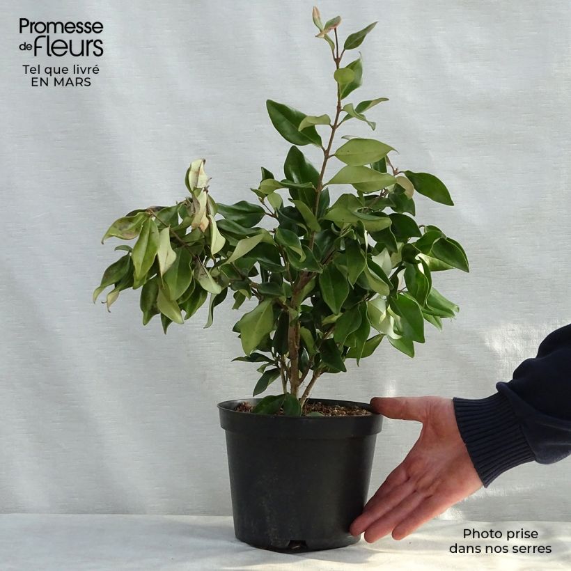 Spécimen de Troène du Texas - Ligustrum japonicum Texanum en pot de 2.5L tel que livré au printemps