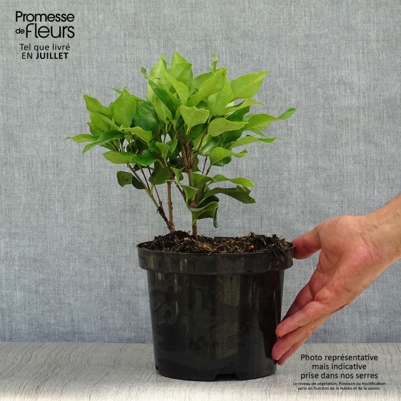 Spécimen de Troène du Texas - Ligustrum japonicum Texanum tel que livré en ete