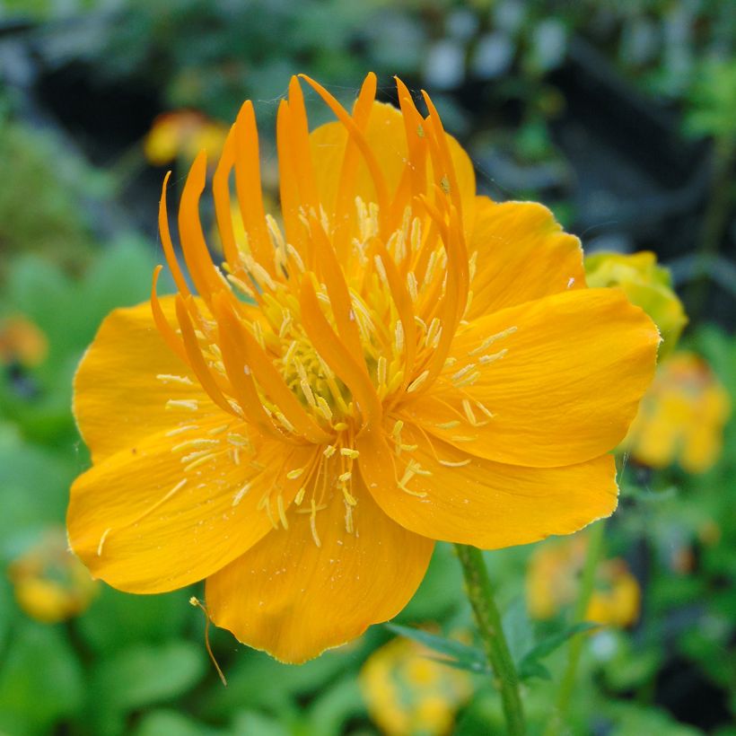 Trolle - Trollius chinensis Golden Queen (Floraison)