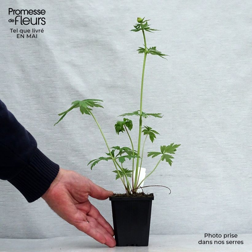Spécimen de Trolle - Trollius chinensis Golden Queen Godet de 9cm tel que livré au printemps