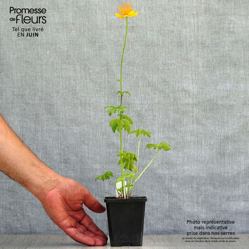 Spécimen de Trolle - Trollius chinensis Golden Queen Godet de 8/9 cm tel que livré en été