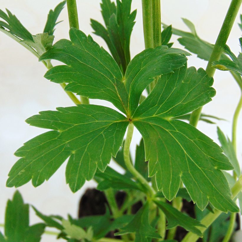 Trolle - Trollius cultorum Cheddar (Feuillage)