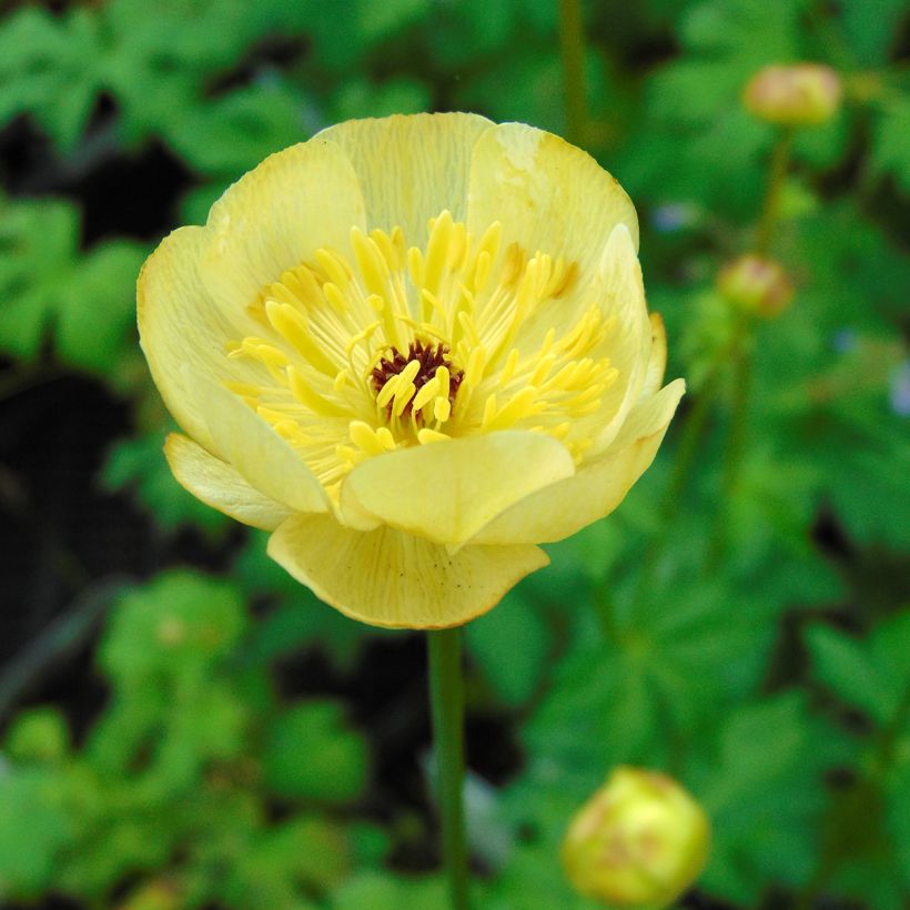 Trolle - Trollius cultorum Cheddar (Floraison)