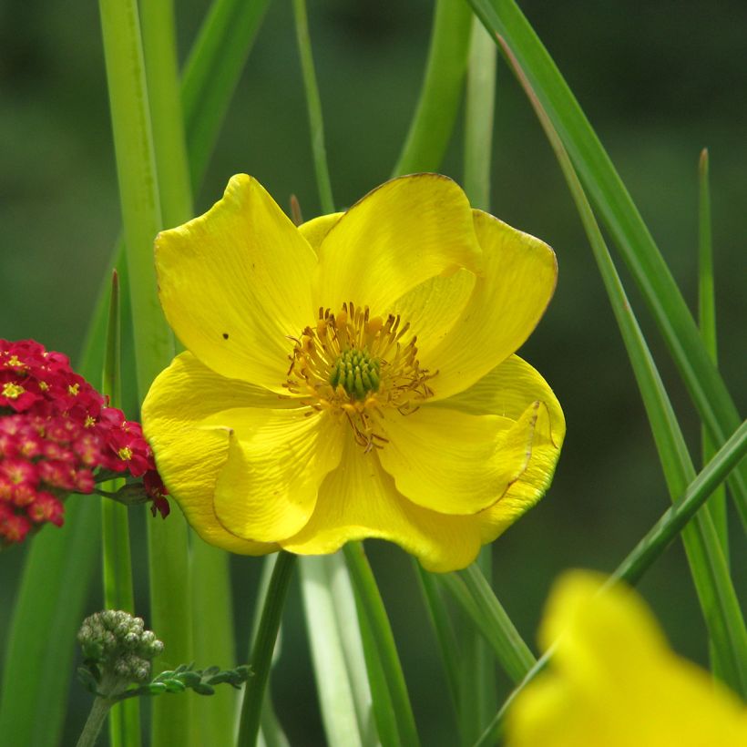 Trolle - Trollius stenopetalus (Floraison)