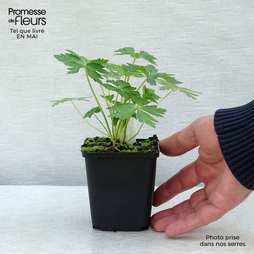 Spécimen de Trolle des montagnes - Trollius europaeus Godet de 9cm tel que livré au printemps