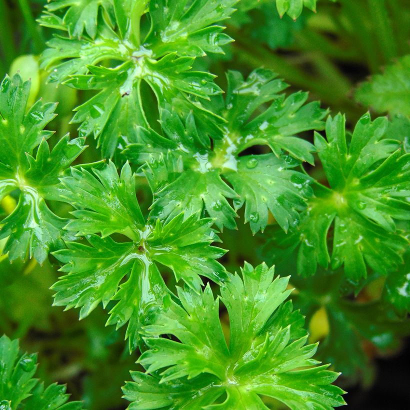 Trolle nain - Trollius pumilus (Feuillage)