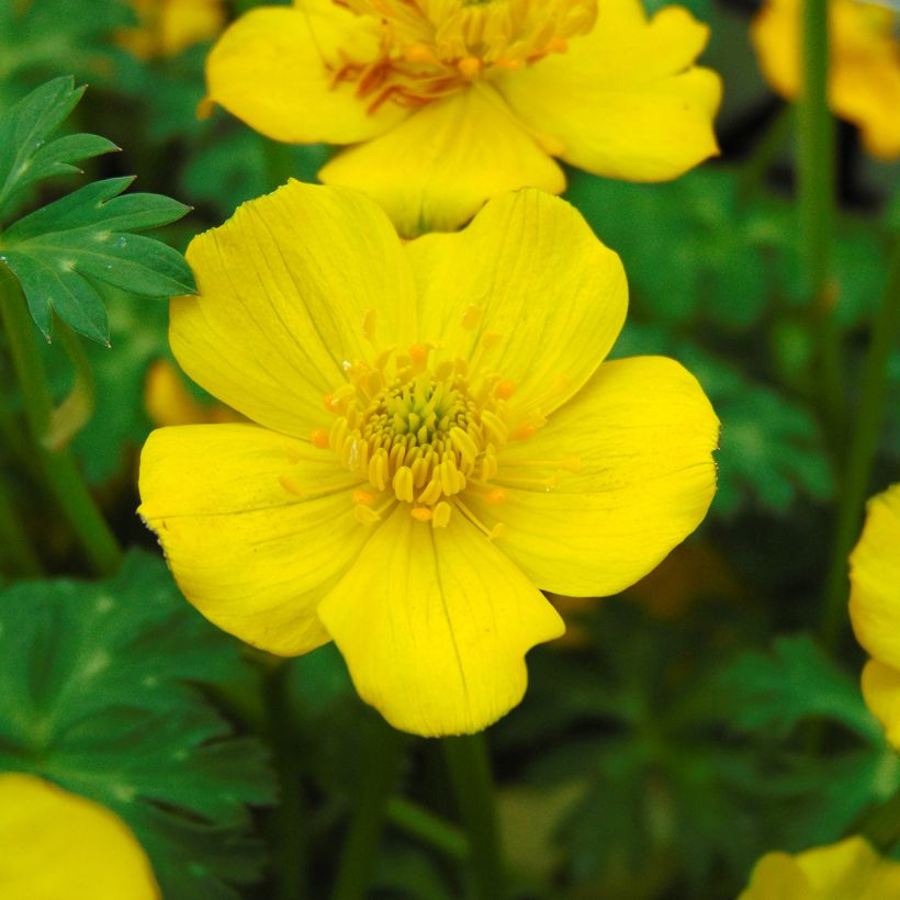 Trolle nain - Trollius pumilus (Floraison)